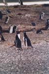 tierra del fuego - pinguins - 